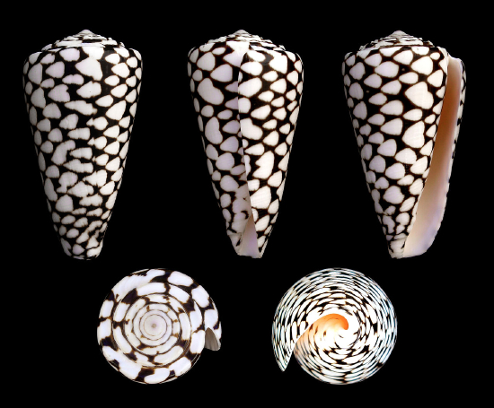  Conus marmoreus (Marbled Cone)